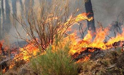 Un fuego intencionado en Valdelugueros calcina cerca de media hectárea de terreno forestal