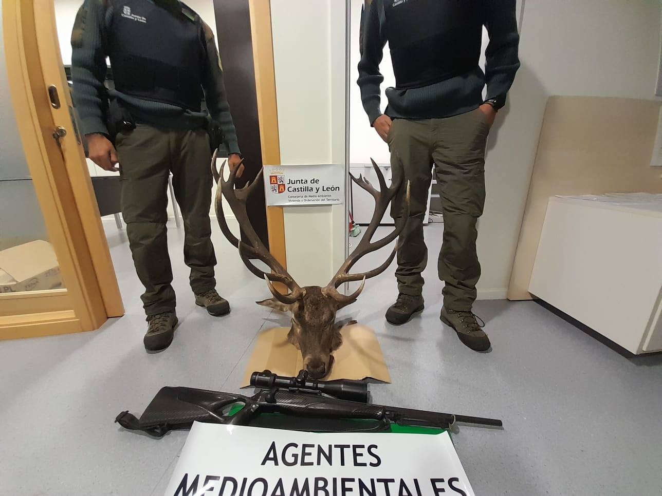 Agentes medioambientales localizan a dos cazadores furtivos tras abatir a un ciervo macho entre Zamora y León