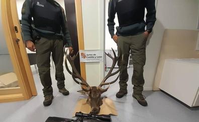 Agentes medioambientales localizan a dos cazadores furtivos tras abatir a un ciervo macho entre Zamora y León