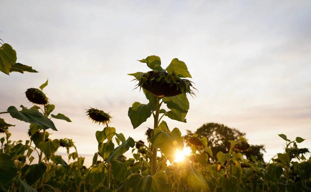 Buen precio, mala cosecha: la sequía arrasa al girasol y dispara su cotización en León