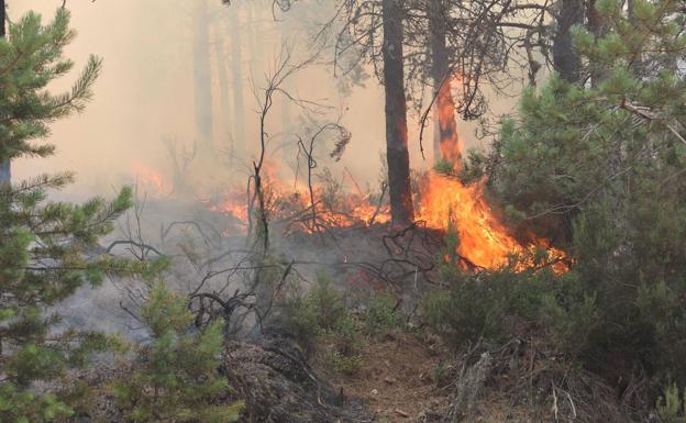 El PP y Vox rechazan crear el Fondo Forestal de Castilla y León que ven «necesario» pero no «prioritario»