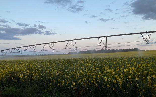 León opta por la repetición de los cereales en época de toma de decisiones