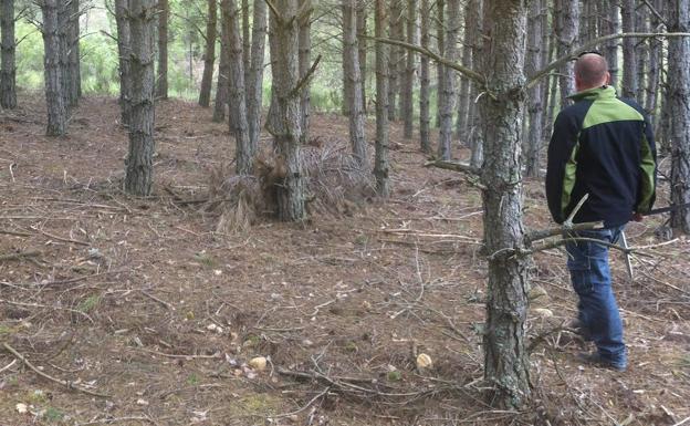 León comienza la temporada de setas con un curso gratuito para aprender a distinguirlas