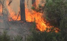 Acuerdan la extracción de madera quemada de pino en la zona del incendio de Montes de Valdueza