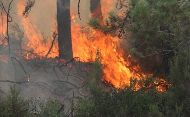 Acuerdan la extracción de madera quemada de pino en la zona del incendio de Montes de Valdueza