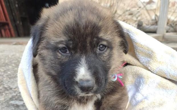 El Ayuntamiento de Boñar busca acogida para seis cachorros abandonados en el municipio