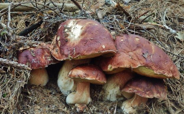 La micología de la provincia espera ansiosa las precipitaciones del fin de semana