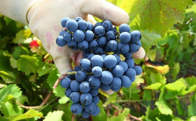 La vendimia finalizará en la DO León con vinos de «excelente calidad»