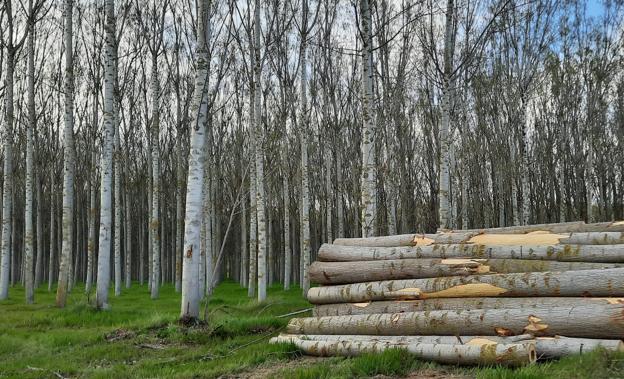 El futuro de la propiedad forestal privada, a debate