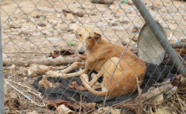 El Pacma convoca una concentración ante el Ayuntamiento de León para defender a los perros de caza