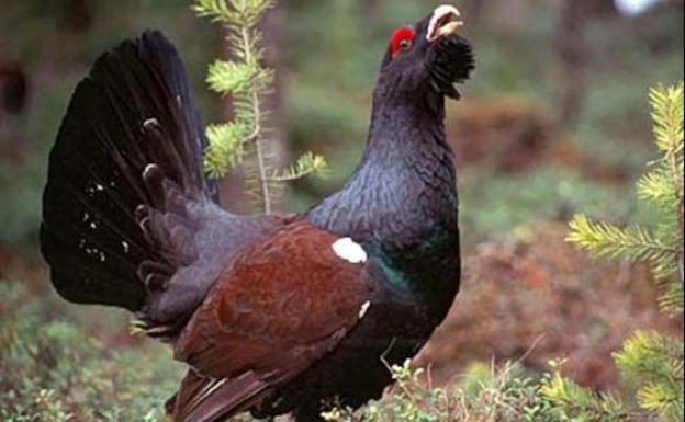 La Junta asesora sobre el urogallo a técnicos del Gobierno de Francia en el Centro de Cría de Valsemana