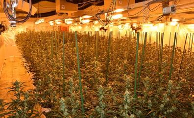 1.000 plantas y 3,5 millones de rendimientos: la «mayor plantación» indoor de marihuana de Palencia