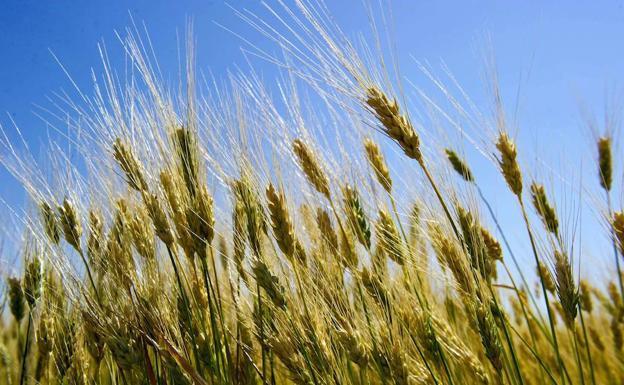 Agroseguro defiende que la «realidad climática de los últimos años provoca que el seguro agrario sea más necesario que nunca»