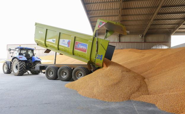 La lonja de León augura una caída del 13% de la producción de maíz