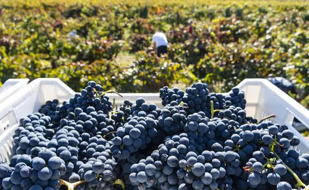 Ribera del Duero da por finalizada la vendimia con 103 millones de kilos de uva recogidos