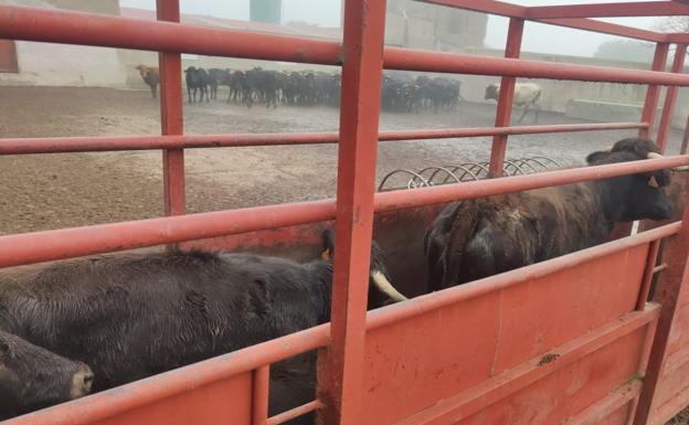 Un foco de lengua azul en Salamanca obligará a vacunar a 400.000 reses