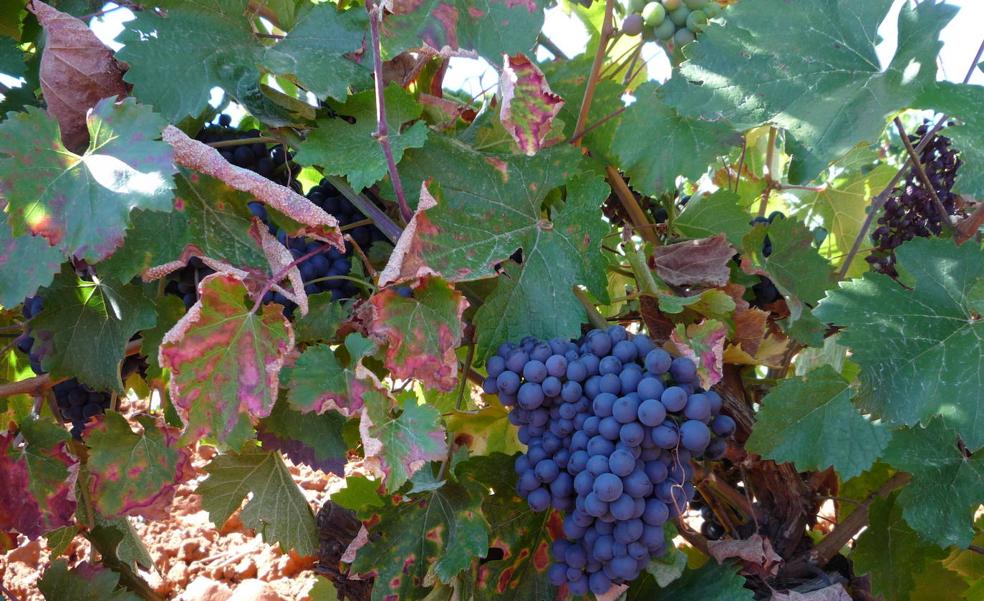 La DO León alcanza los 3,1 millones de kilos de uva de excepcional calidad y rompe las previsiones
