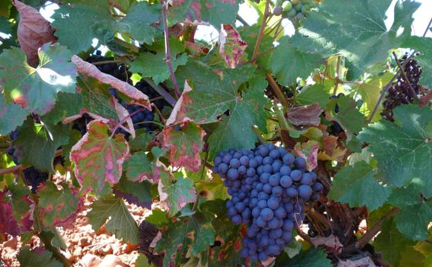 La DO León alcanza los 3,1 millones de kilos de uva de excepcional calidad y rompe las previsiones
