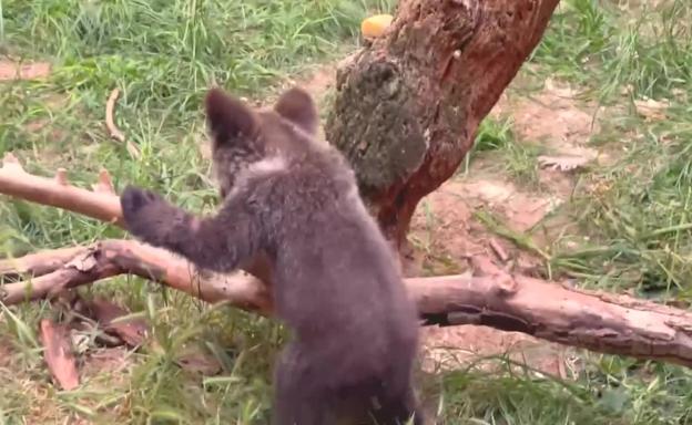 El osezno recuperado en Igüeña se aclimata en Valsemana, antes de reintroducirlo en el medio natural