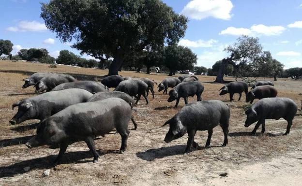 El tiempo esta semana en Castilla y León: la montanera también espera las precipitaciones