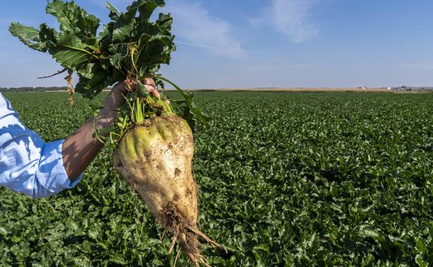 Agricultura inicia el abono anticipado de 610,7 millones de ayudas directas de la PAC en Castilla y León