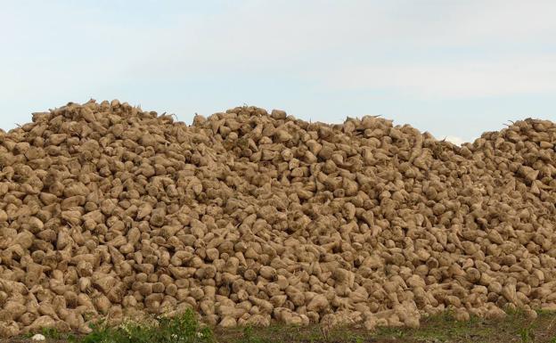 Los remolacheros de León, obligados a enviar su cosecha a Toro porque Azucarera no quiere abrir La Bañeza