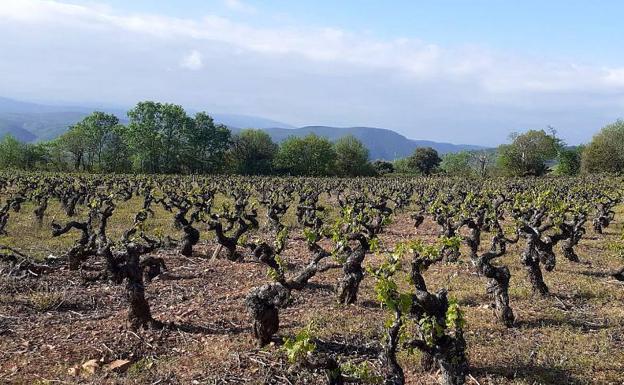 UPA-COAG denuncia que los agricultores «se juegan las subvenciones de 2023» porque siembran bajo normas aún no publicadas