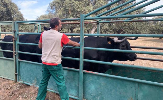 Ganaderos salmantinos convocan una protesta por la vacunación contra la lengua azul