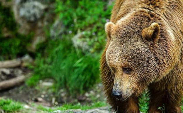 Cabreo de los apicultores del Bierzo con la Junta: «Hace diez años que el oso está ahí y nos enteramos ahora»