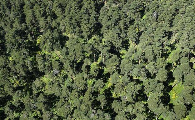 Castilla y León insiste en tener en cuenta la superficie forestal entre los criterios del modelo de financiación autonómica