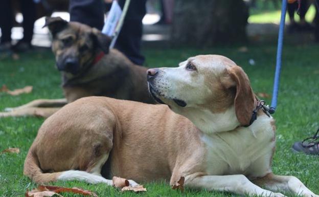 El Corte Inglés organiza una pasarela de adopción y un concurso canino