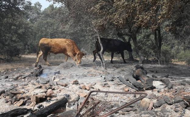 La Junta adjudica por casi 8,5 millones parte de la madera quemada en los incendios en la provincia de Zamora