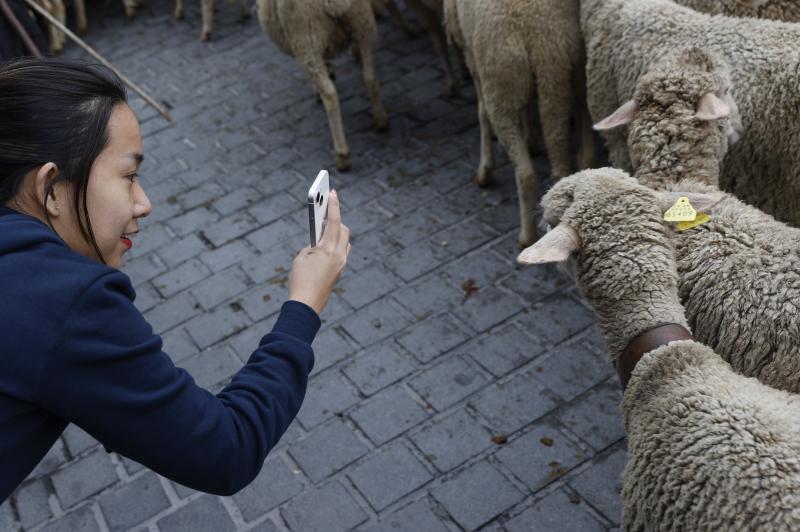 Vuelve la Fiesta de la Trashumancia a las calles de Madrid