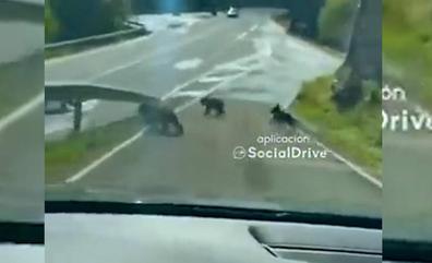 Cuatro crías de oso pardo sorprenden a los conductores en la carretera de Villarino del Sil