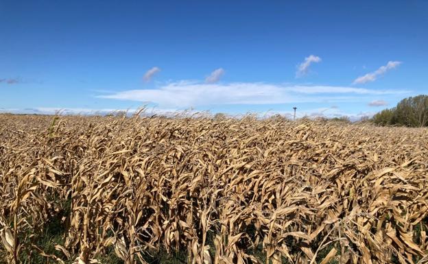 Estabilidad en los cereales a la espera de novedades geopolíticas y agronómicas