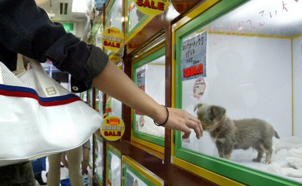 La ley dará un año a las tiendas de perros y gatos para liquidar existencias