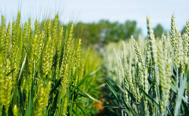 La Junta reparte casi un millón de euros entre Asaja, Coag, UPA y Unión de Campesinos