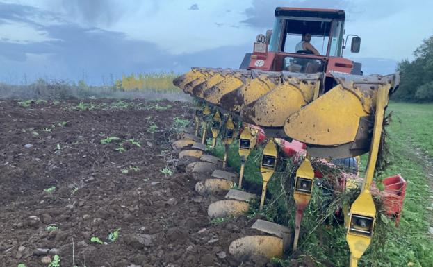 La lluvia anima una sementera en la que el agricultor busca ahorrar en fertilizantes