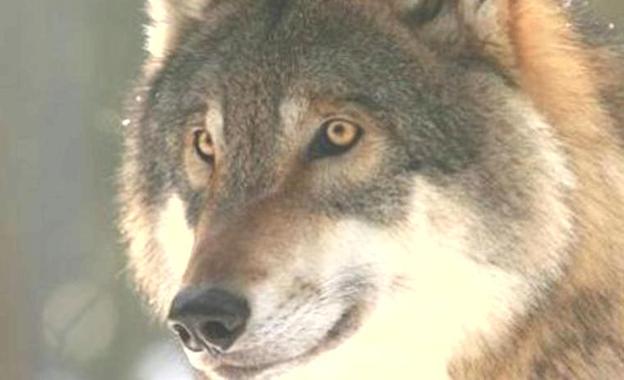 Castilla y León reclama al Gobierno los 8,8 millones para los daños del lobo antes de acudir a la justicia