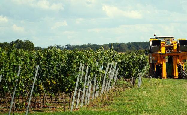 Los viticultores de Castilla y León podrán declarar a través de una app la cosecha de uva