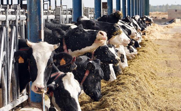 La Junta anticipa cerca de 600 millones de la PAC a más de 58.000 agricultores y ganaderos