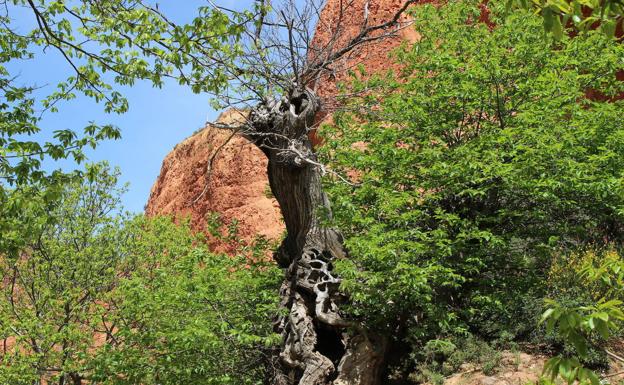 El Consejo del Bierzo clausura el día 13 la Rutas por la Calidad con un itinerario por los sotos de castaños de Las Médulas