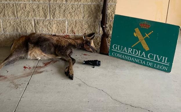 Denuncian a dos cazadores furtivos que actuaron de noche y portaban un rebeco en los montes de Balboa