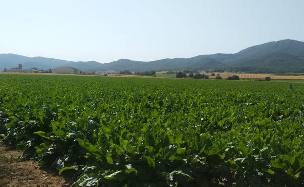 Azucarera molturará en su fábrica de Miranda la raíz de cinco comunidades