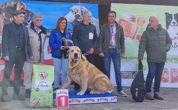 El mastín leonés es el rey de Mansilla de las Mulas