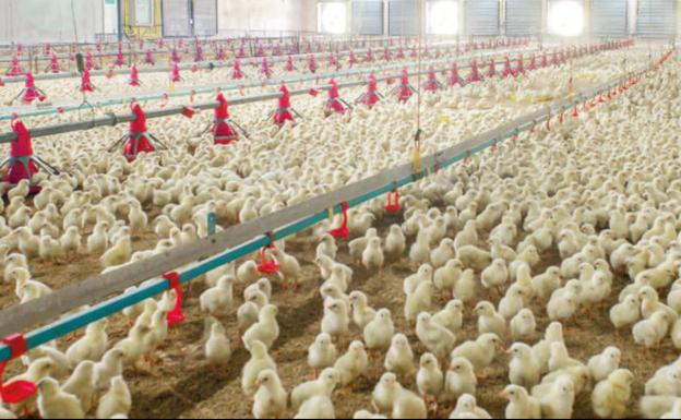 El pollo se dispara en el súper mientras los productores leoneses «están con la soga al cuello»