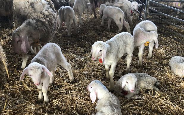 El porcino sigue a la baja y los lechazos cotizan al alza en Salamanca