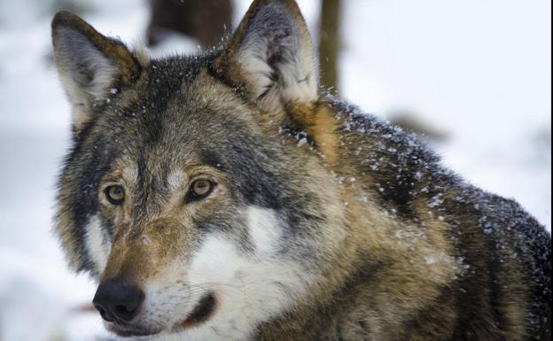 UPA-COAG prepara movilizaciones ante la falta de respuesta de Junta y Ministerio a los ataques del lobo