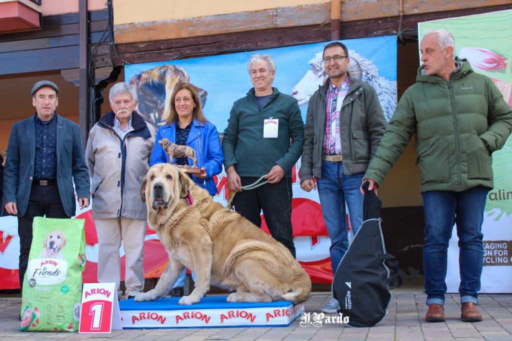 El mastín, el rey de Mansilla de las Mulas