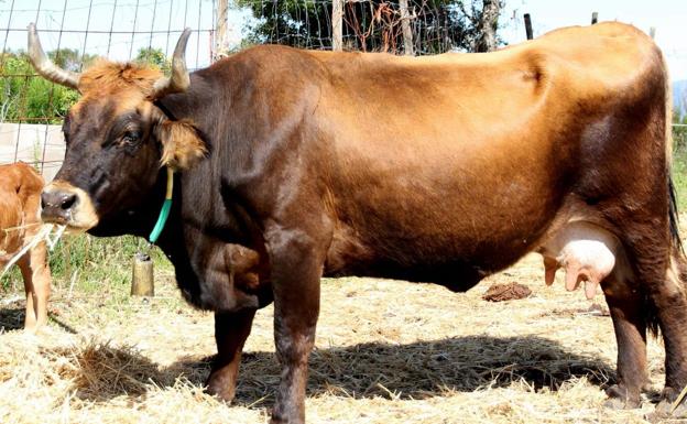 La Junta logra la inclusión de la vaca mantequera leonesa en el catálogo de Razas de Ganado de España